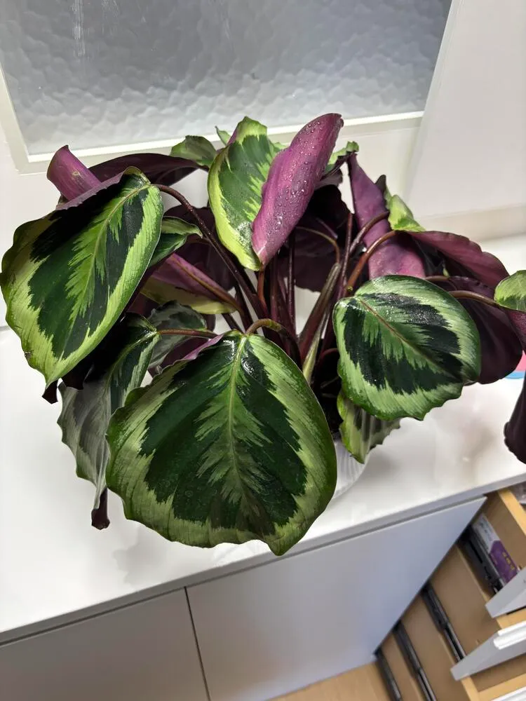 calathea medallion with drooping leaves indoors during winter