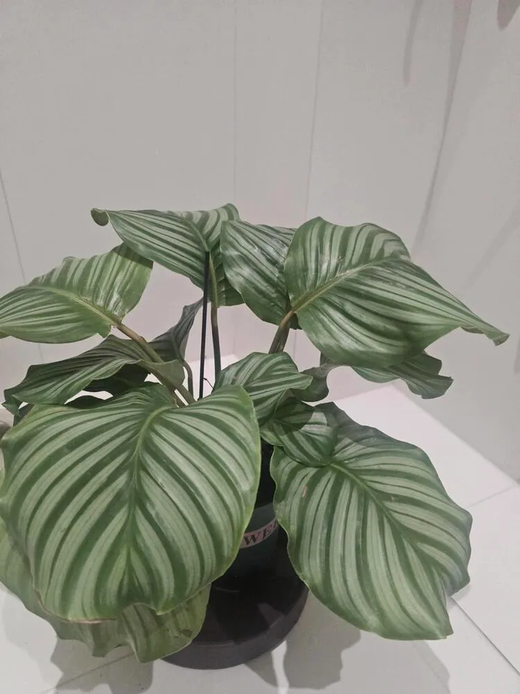 Calathea Orbifolia showing mild drooping and reduced leaf firmness indoors