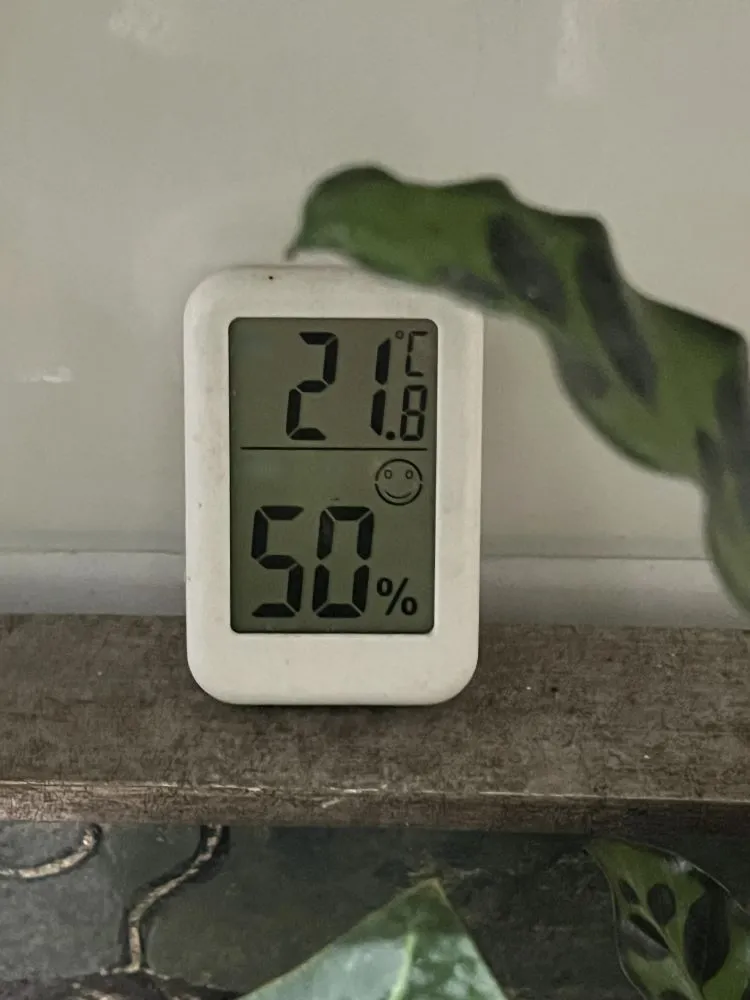 humidity meter showing 21.8°C and 50 percent humidity near indoor plants in winter