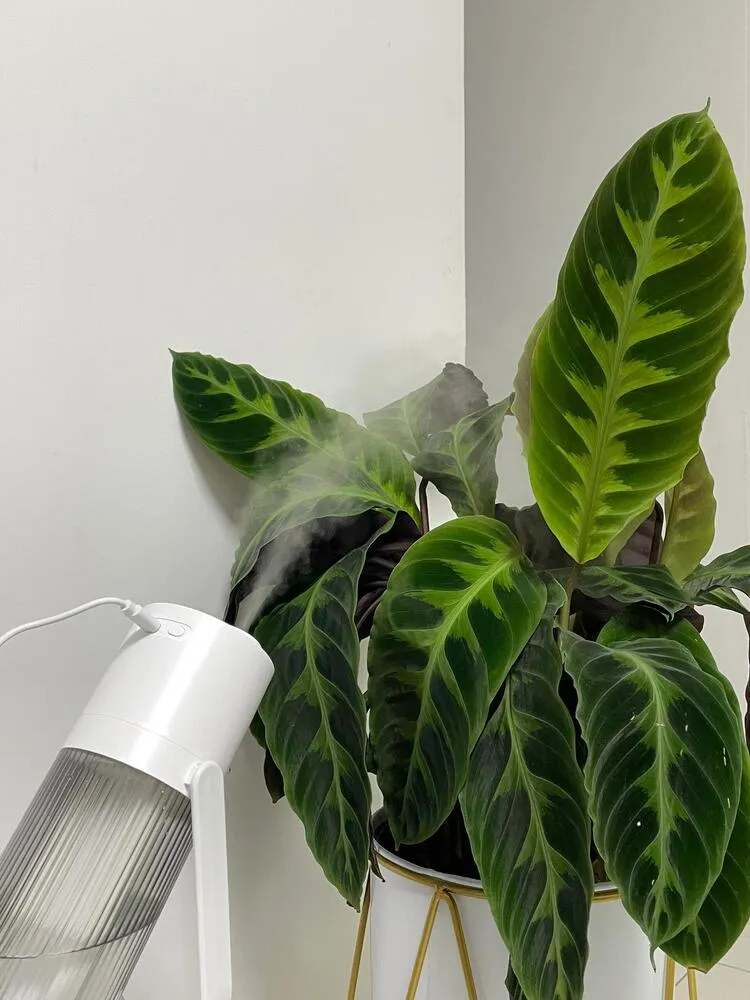 velvet calathea placed beside a humidifier indoors