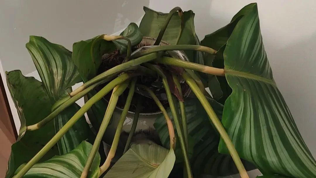 Why Is My Calathea Drooping How I Tell Thirst, Stress, and Cold Shock Apart