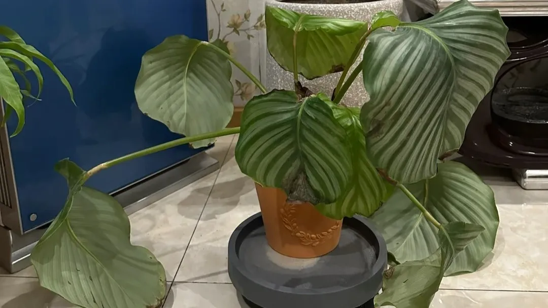 Why Is My Calathea Worse in Winter Even With Humidity