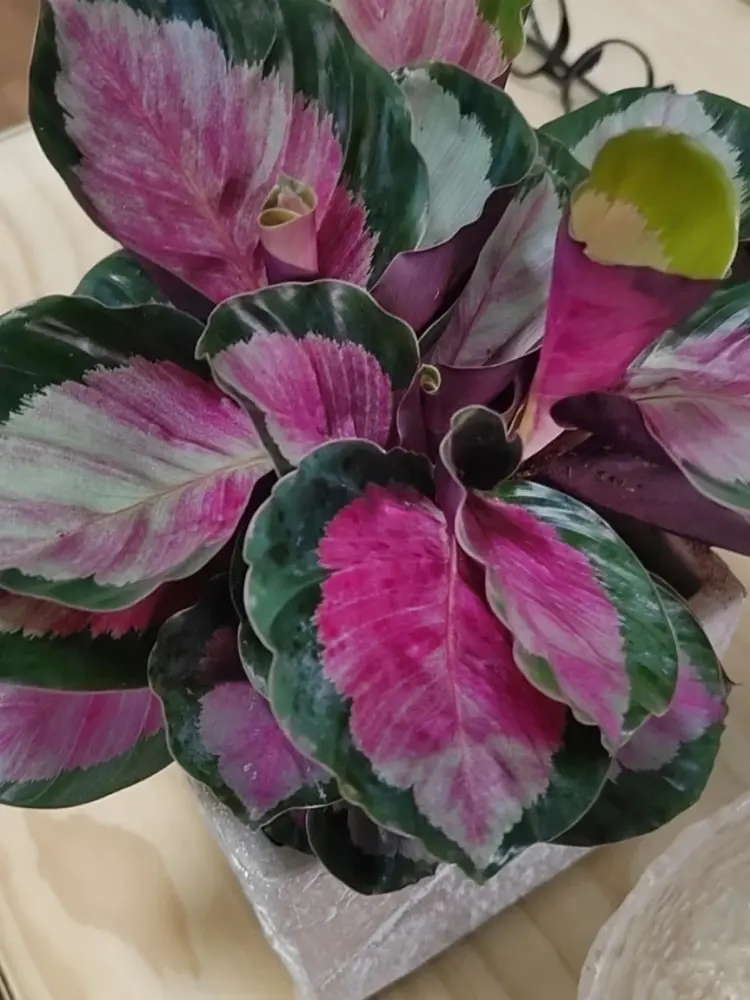 Calathea Rosy Pink Calathea Types