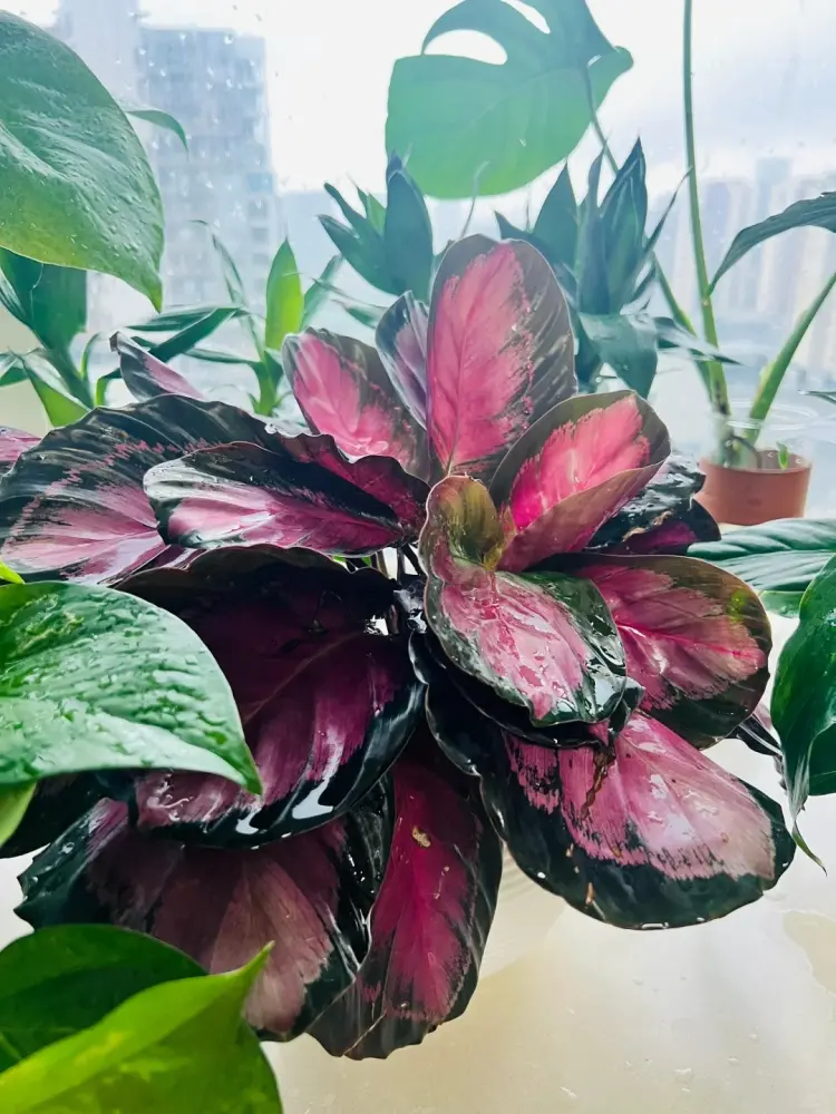 Calathea Rosy with pink leaves growing near a bright window with filtered indoor light