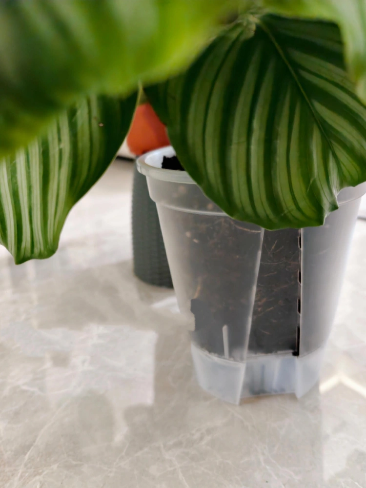 Calathea growing in a clear self-watering pot with a bottom water reservoir