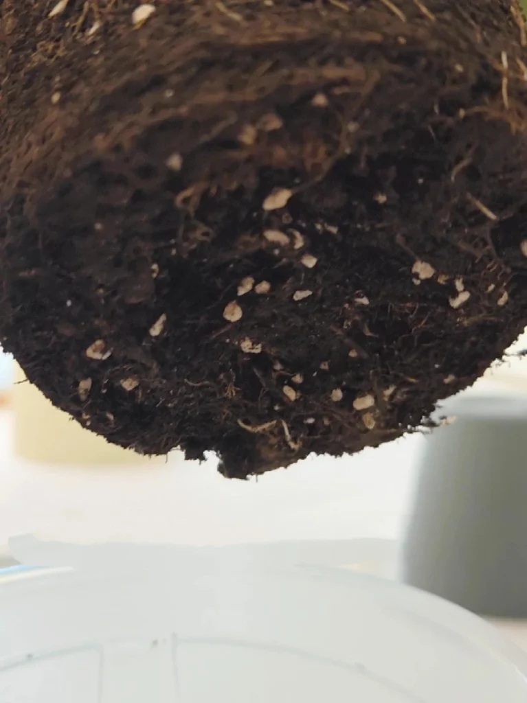 Close-up of a Calathea root ball and old potting mix during repotting