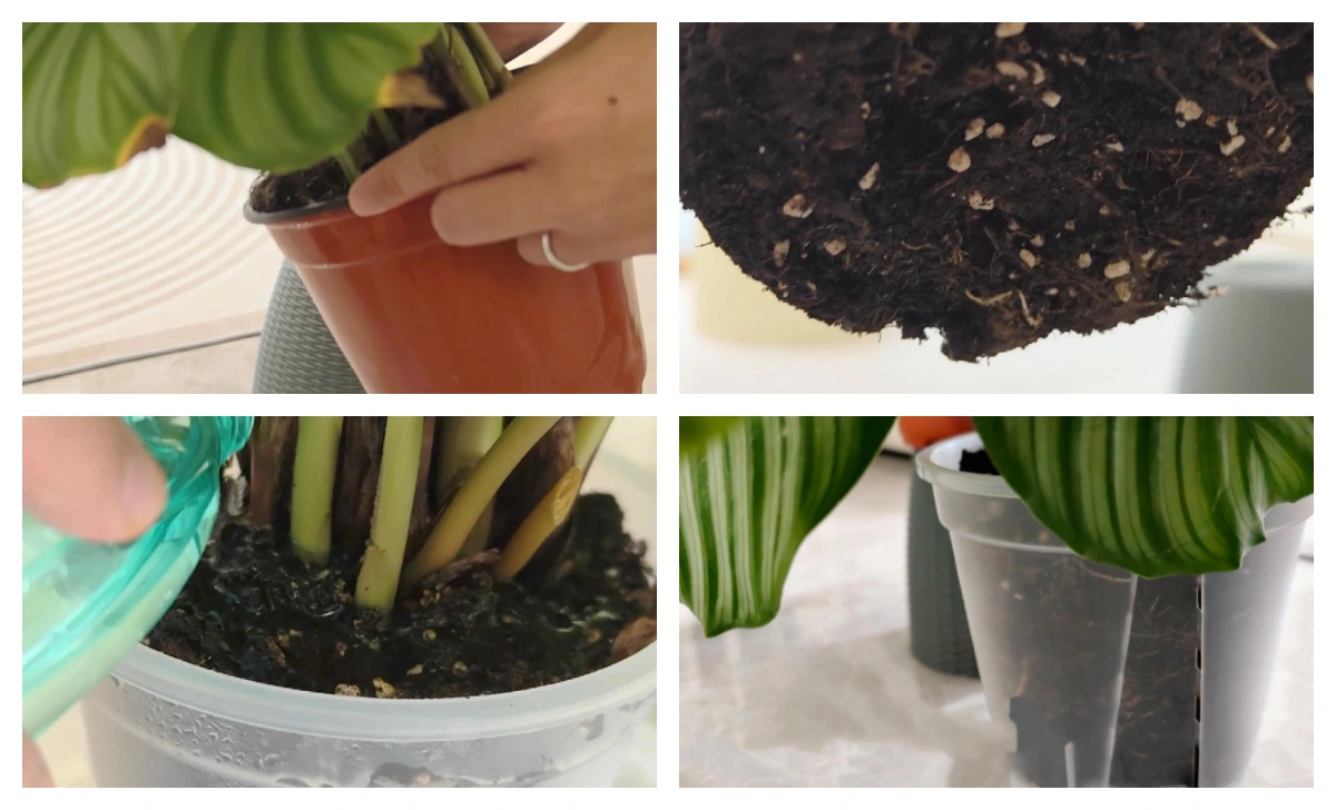 How to Repot Calathea Without Shock, Drooping, or Root Stress