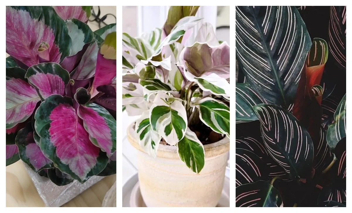 Pink Calathea Types: The Prettiest Pink Varieties Worth Growing