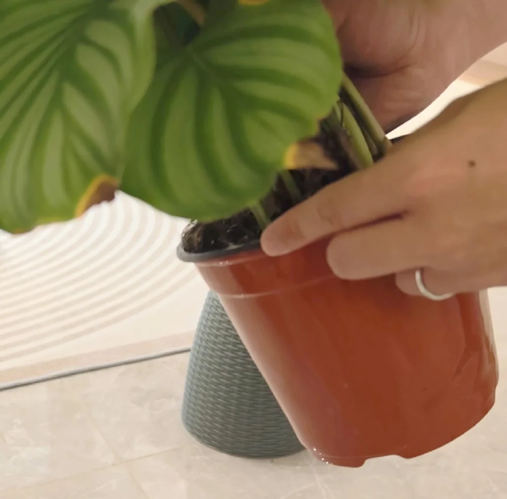 Calathea being gently removed from a nursery pot during repotting