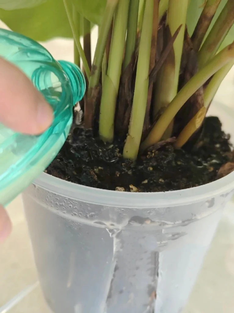 Calathea being watered after repotting in a clear self-watering pot