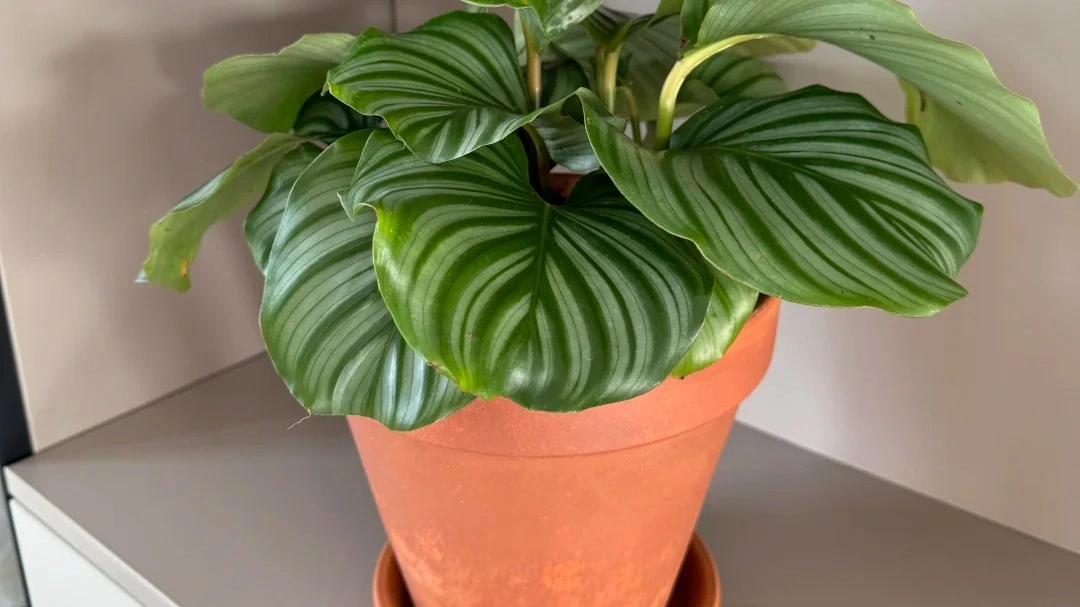 Best Pots for Calathea: Self-Watering, Terracotta, or Orchid Pot?