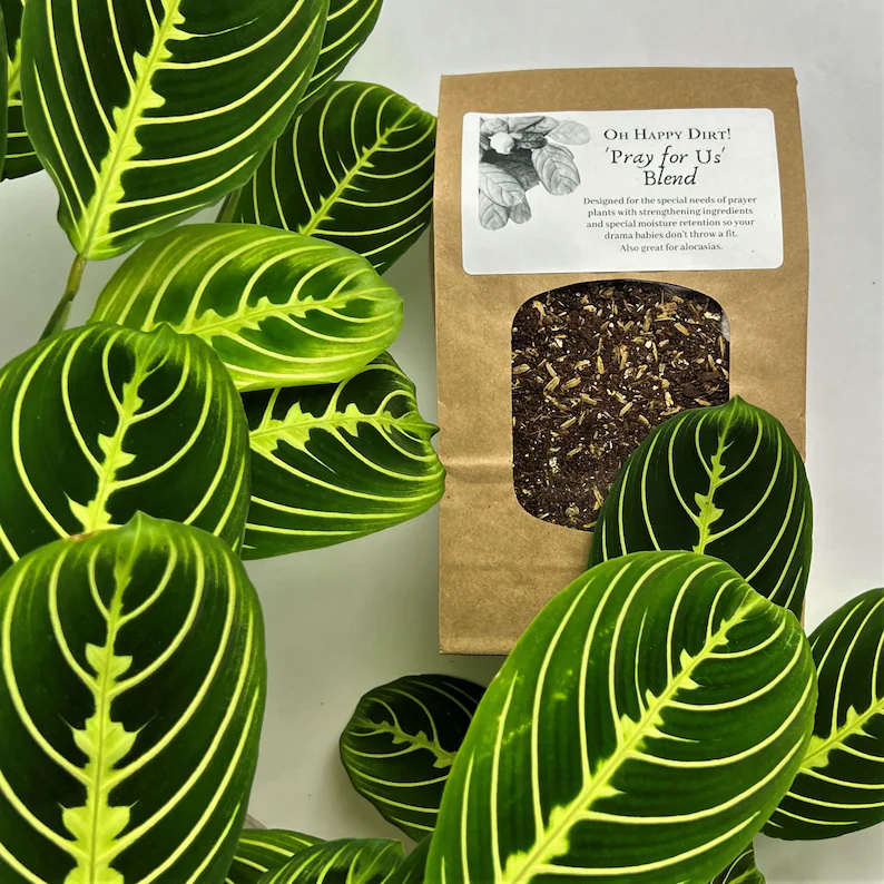Calathea Potting Soil “Pray for Us” Blend