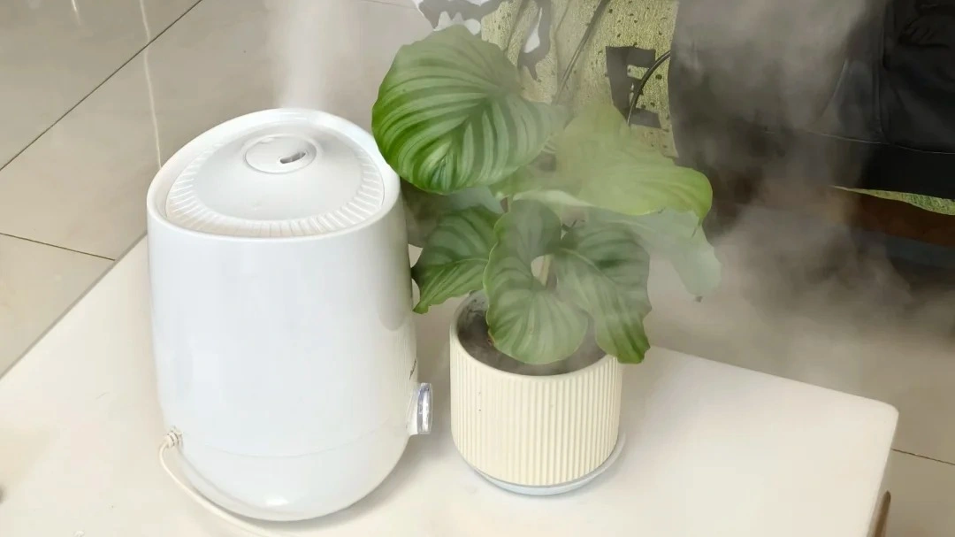 Do Calatheas Need a Humidifier? My Simple Indoor Humidity Setup