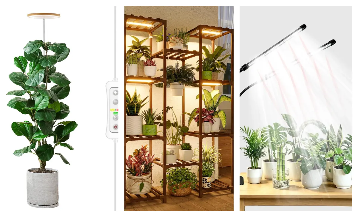 Grow Light Setup for Calathea in a Dark Room or Gloomy Home