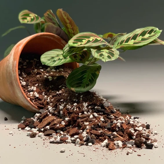 Maranta/Calathea Potting Mix