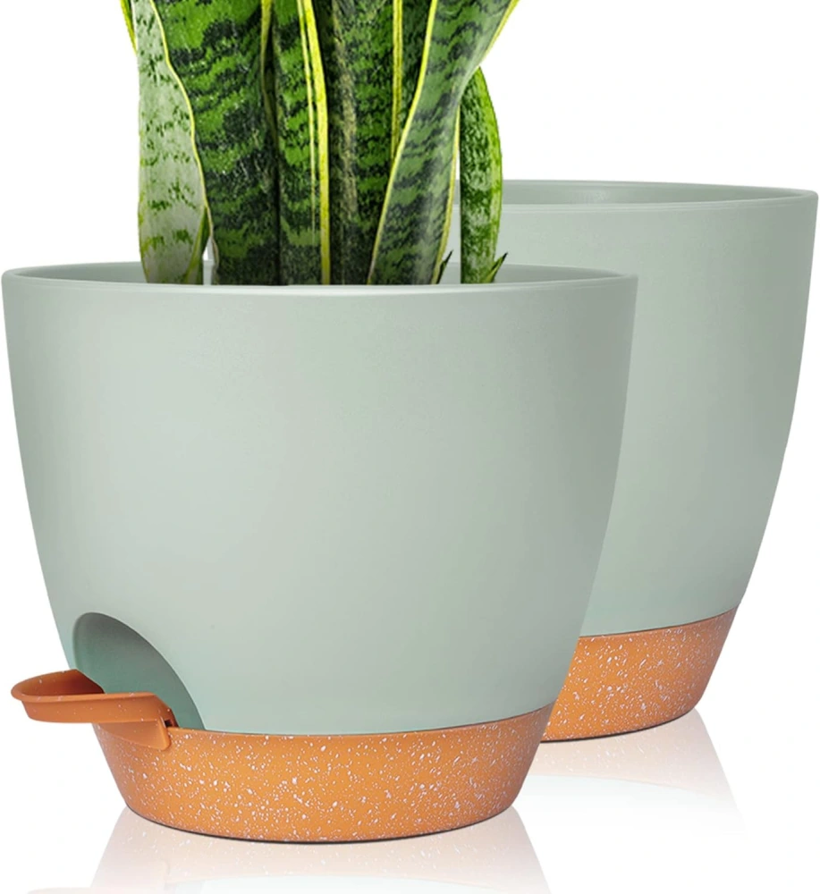 Self-Watering Pots for Calathea