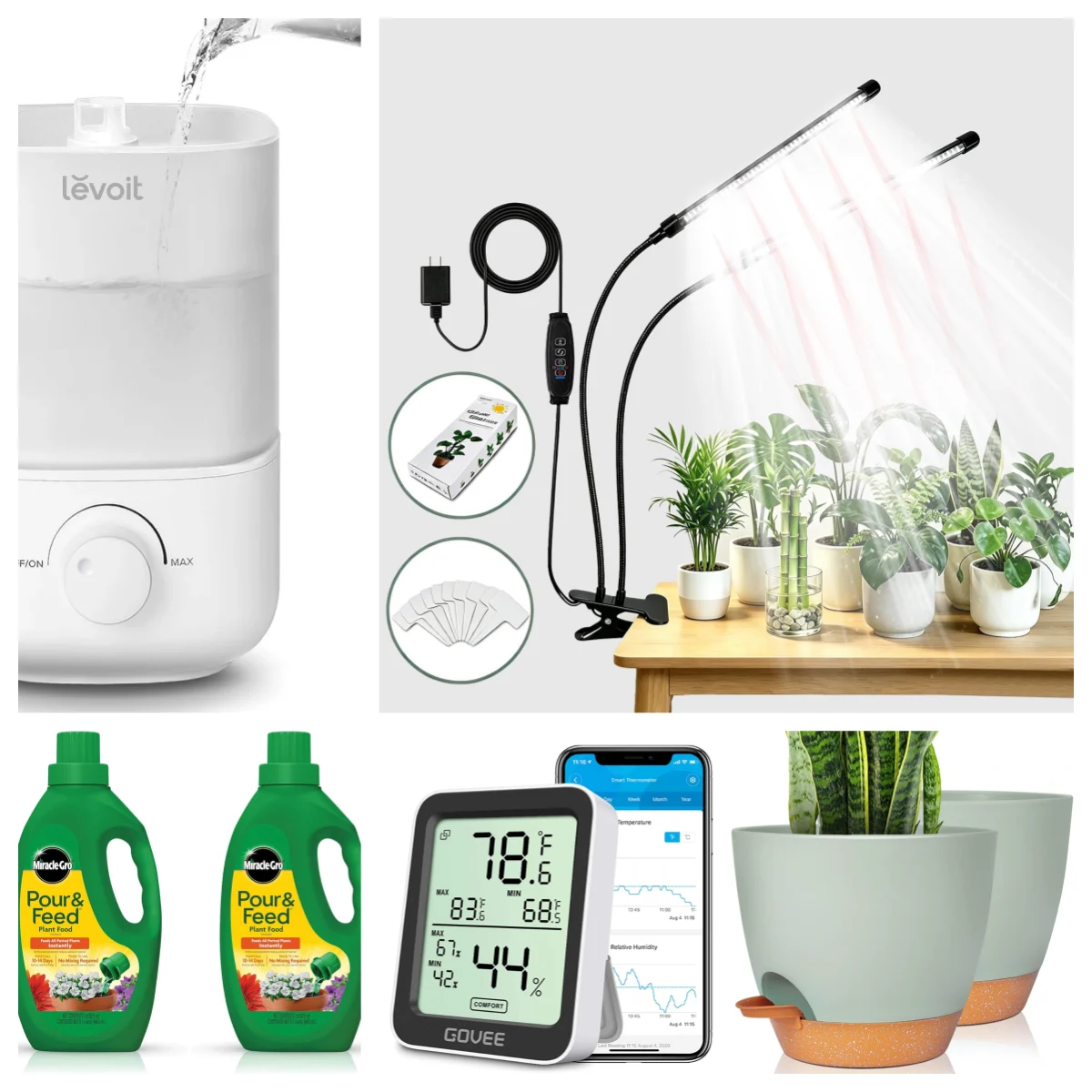 What to Buy Before Bringing Home a Calathea What to Buy Before Bringing Home a Calathea